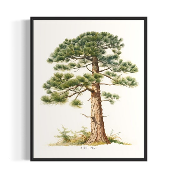 Pitch Pine Tree Art Print Pitch Pine Tree Wall Art Poster