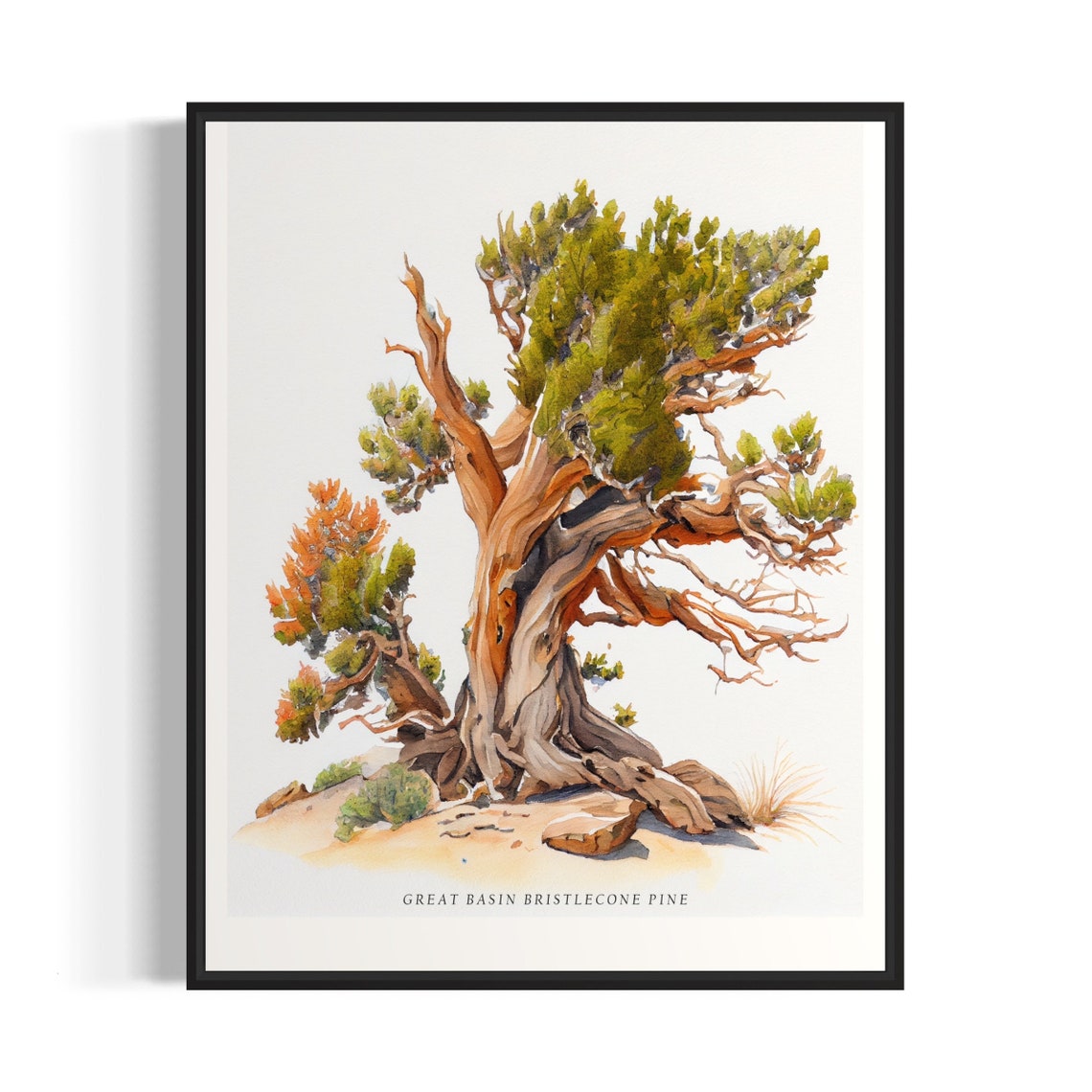 Great Basin Bristlecone Pine Tree Art Print Great Basin Bristlecone Pine Tree Wall Art Poster