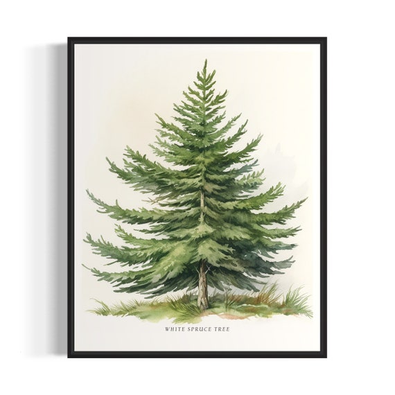 White Spruce Tree Art Print White Spruce Tree Wall Art Poster