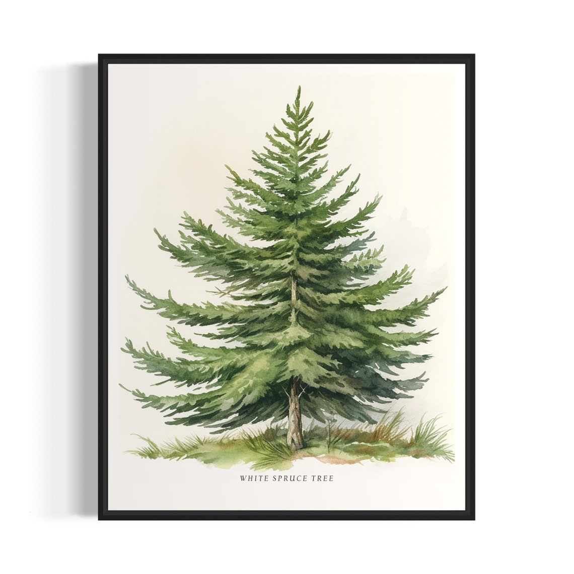White Spruce Tree Art Print White Spruce Tree Wall Art Poster