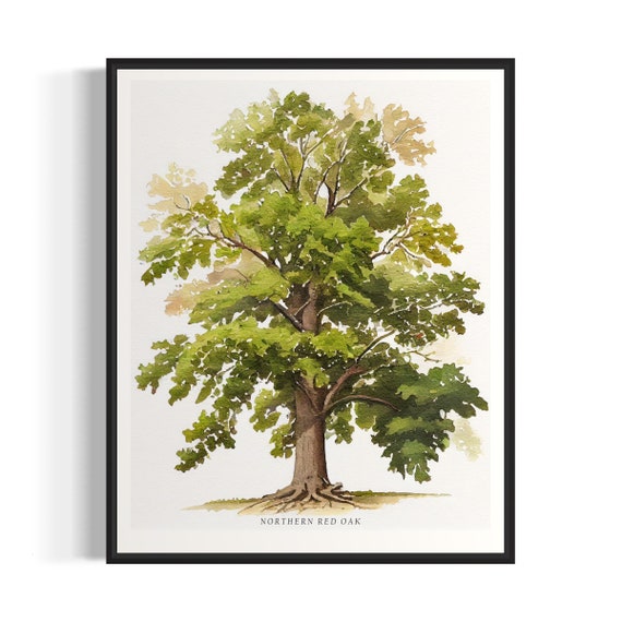 Northern Red Oak Tree Art Print, Nature Wall Art