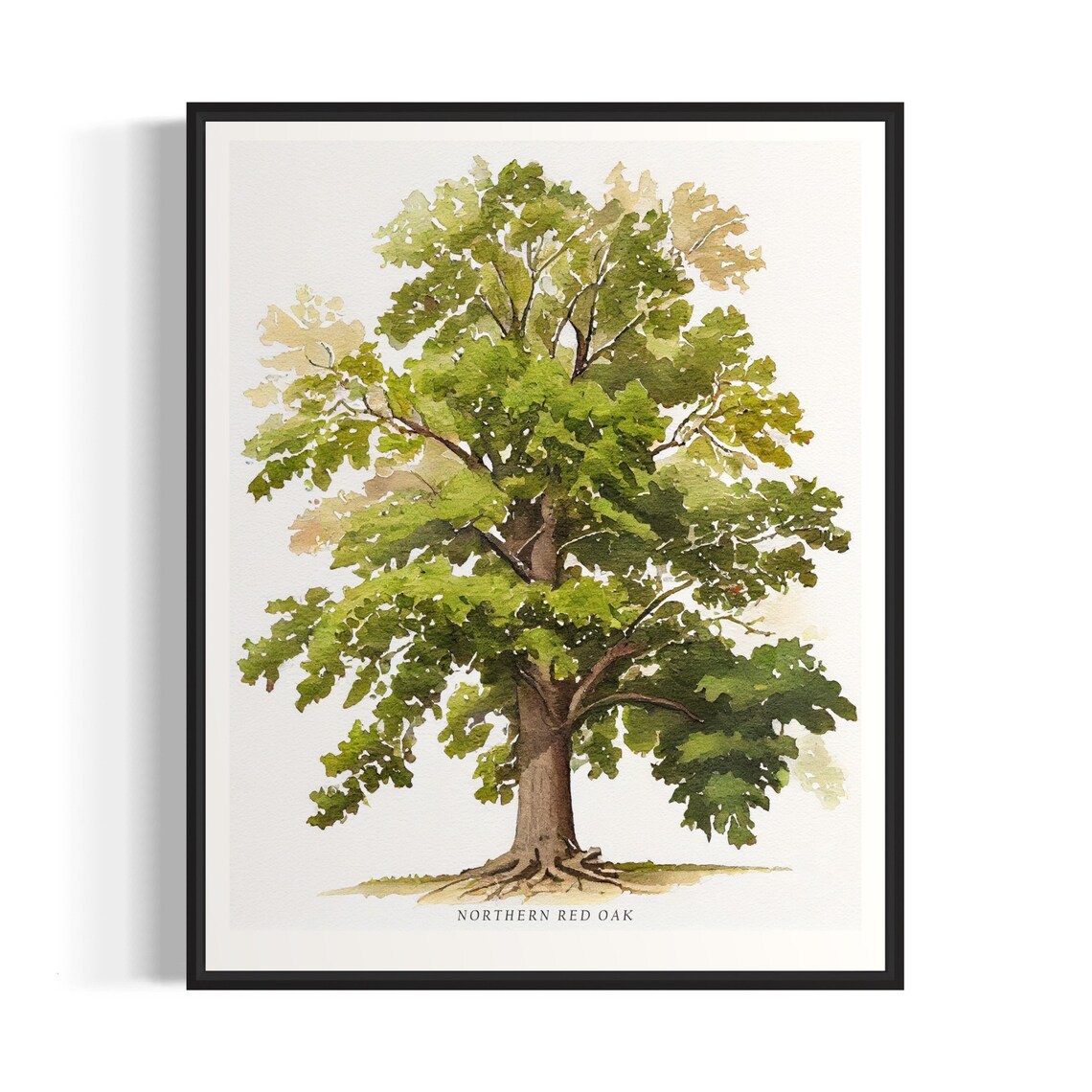 Northern Red Oak Tree Art Print, Nature Wall Art