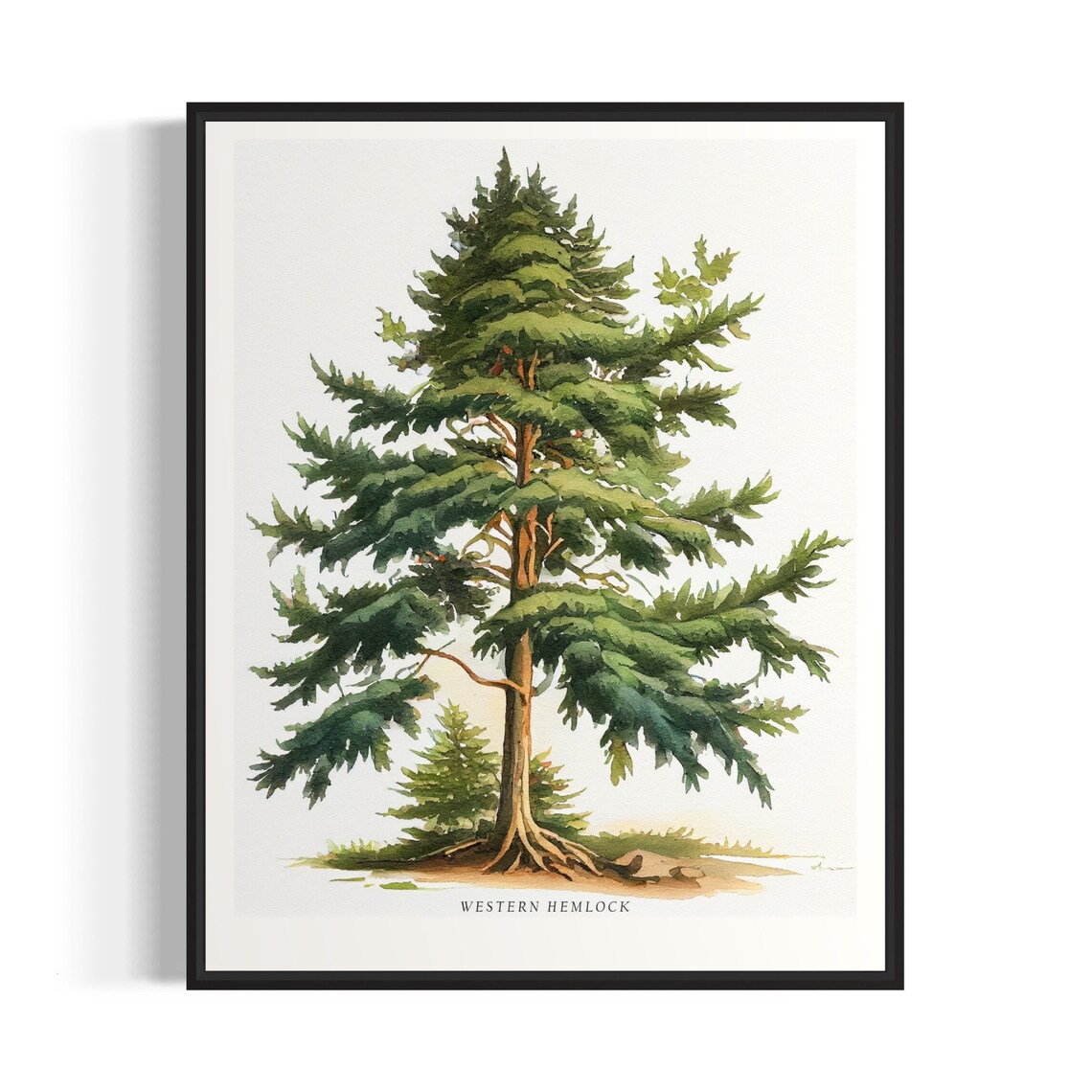 Western Hemlock Tree Art Print, Nature Wall Decor