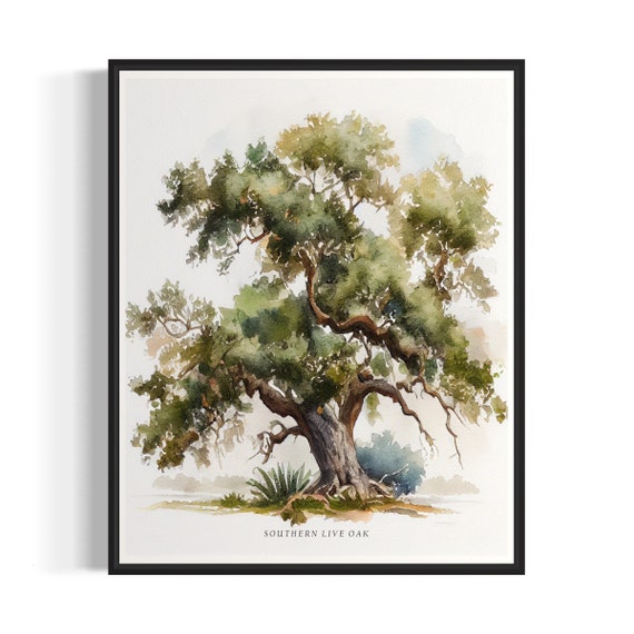 Southern Live Oak Tree Art Print Southern Live Oak Tree Wall Art Poster