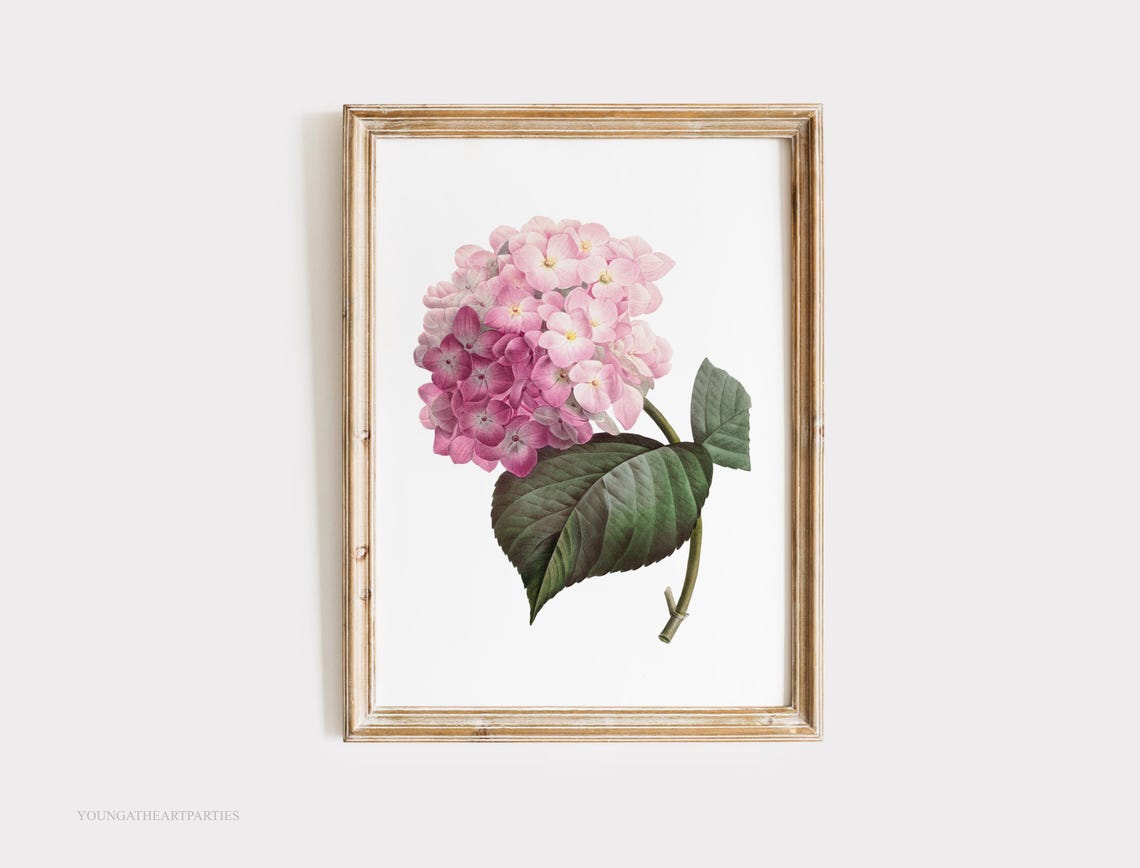 Pink Hydrangea Vintage Botanical Illustration Framed Wall Art - Image 6