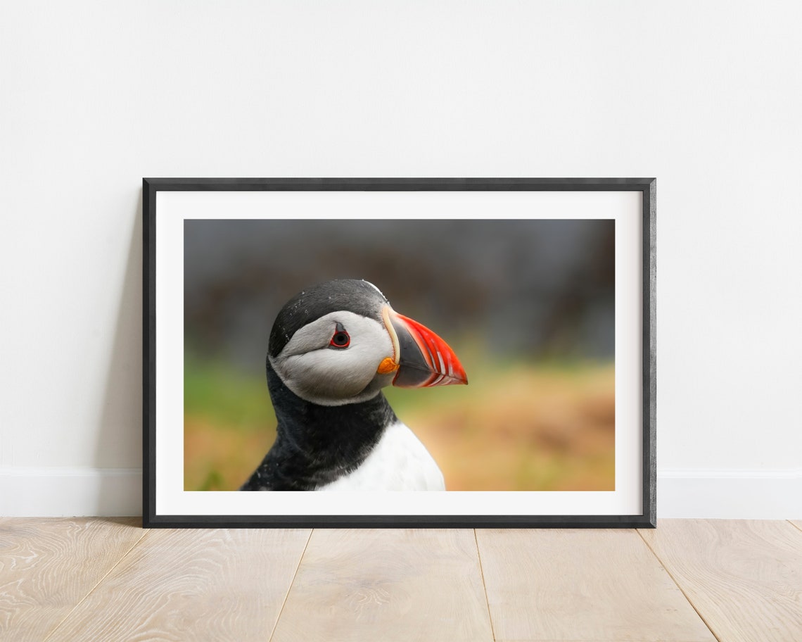 Iceland Puffin Bird Wall Art Print Puffin Bird Portrait Photography Print Iceland Wildlife Photography Print Atlantic Puffin Wall Decor