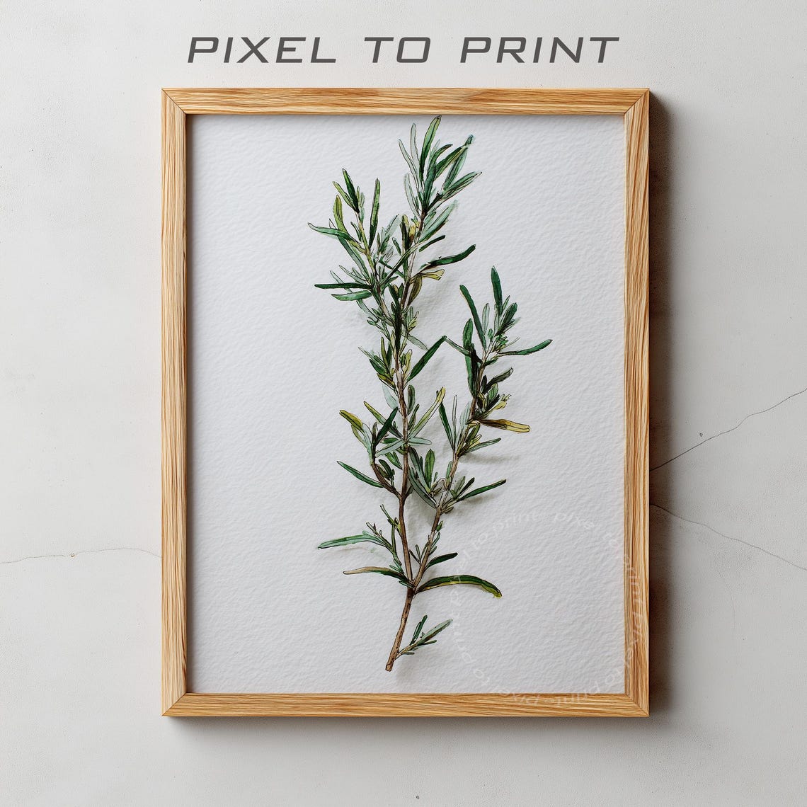 Watercolor Rosemary Sprig Minimal Botanical Herb Study Poster