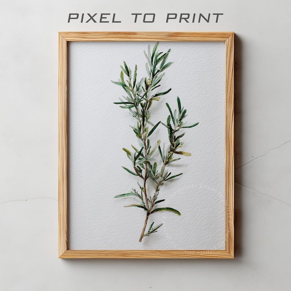 Watercolor Rosemary Sprig Minimal Botanical Herb Study Poster