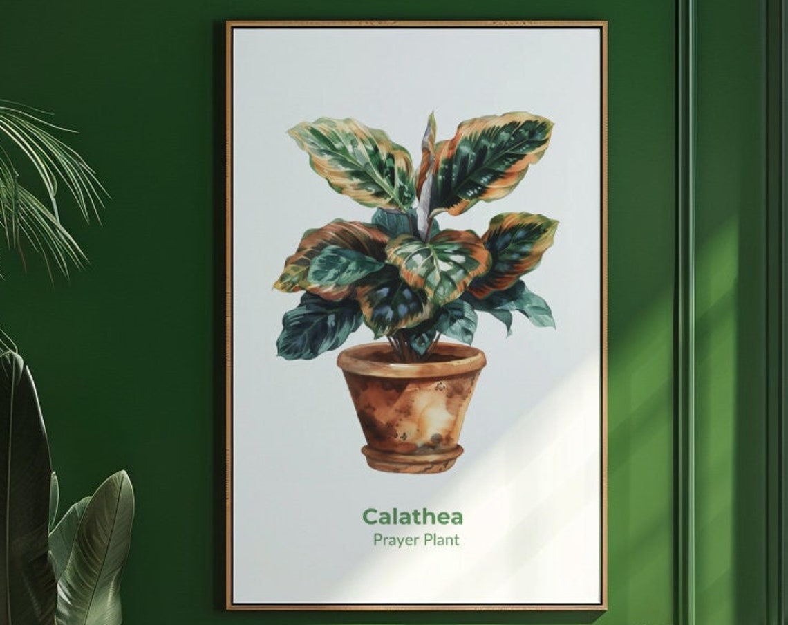 Calathea Prayer Plant Patterned Leaves Watercolor Botanical Poster