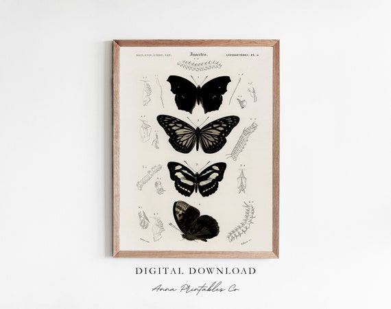 Vintage Butterfly Illustration Dark Academia Decor Wall Art Black And White Vintage Art Prints Insect Decor