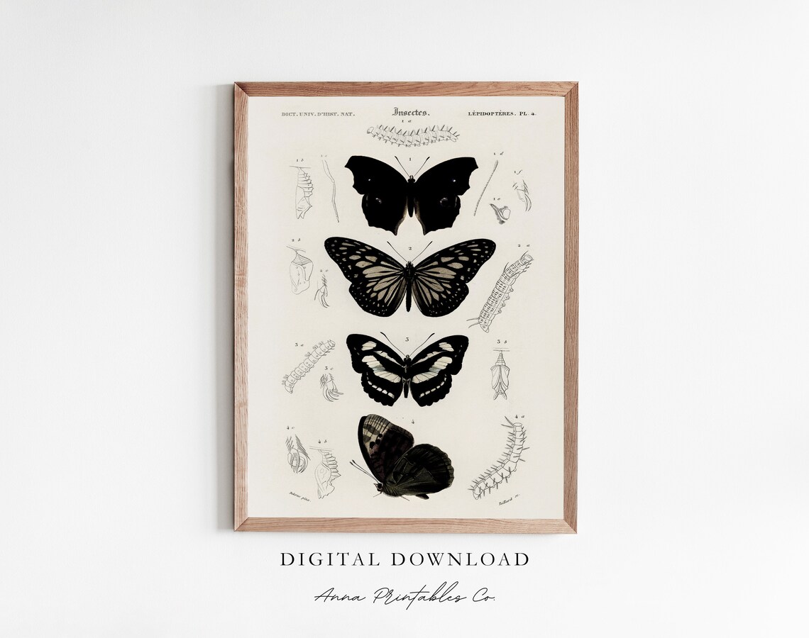 Black Butterflies Scientific Plate Vintage Entomology Poster