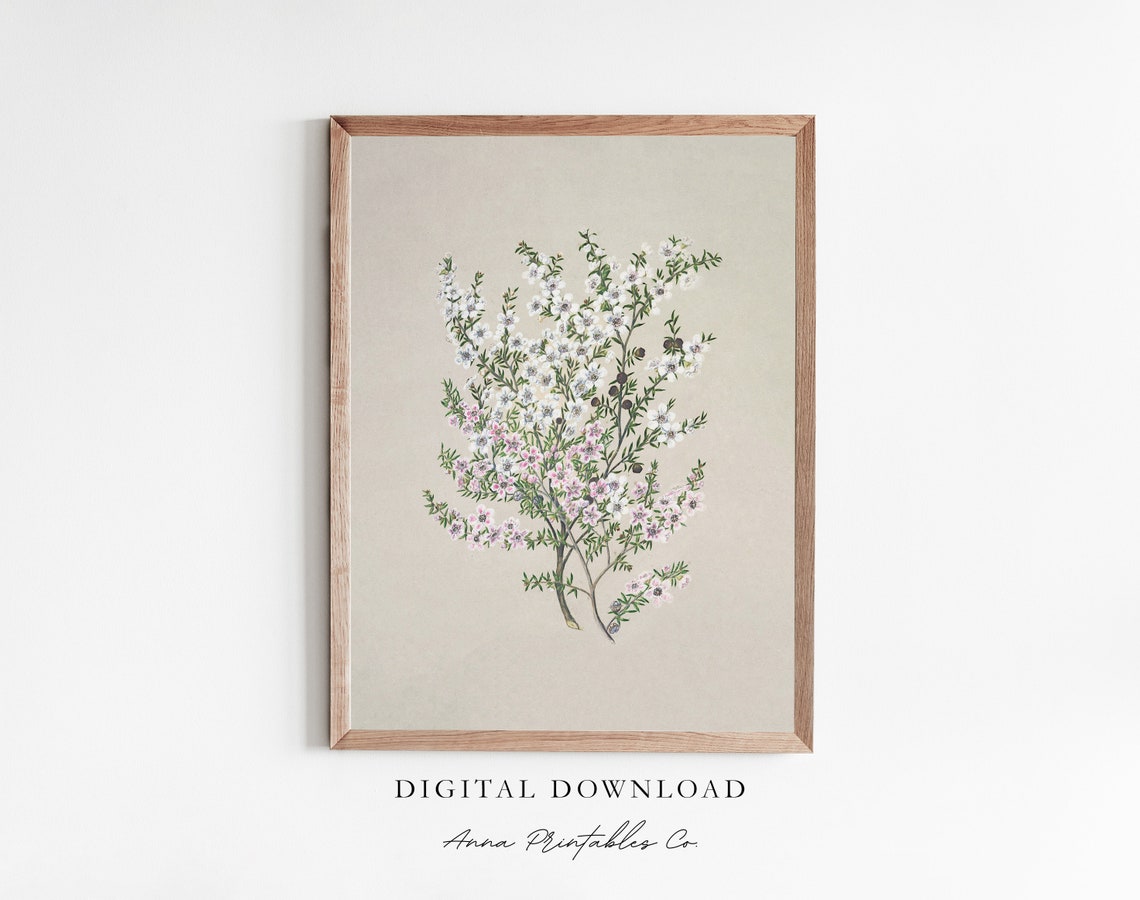 Coriander Blossom Branch Delicate Botanical Floral Study Print