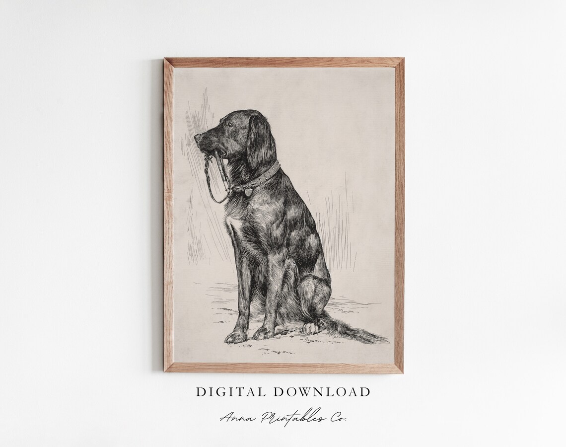 Black Labrador Antique Dog Ink Drawing, Vintage Print