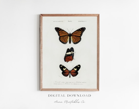 Monarch Study Vintage Butterfly Poster, Cottagecore Decor