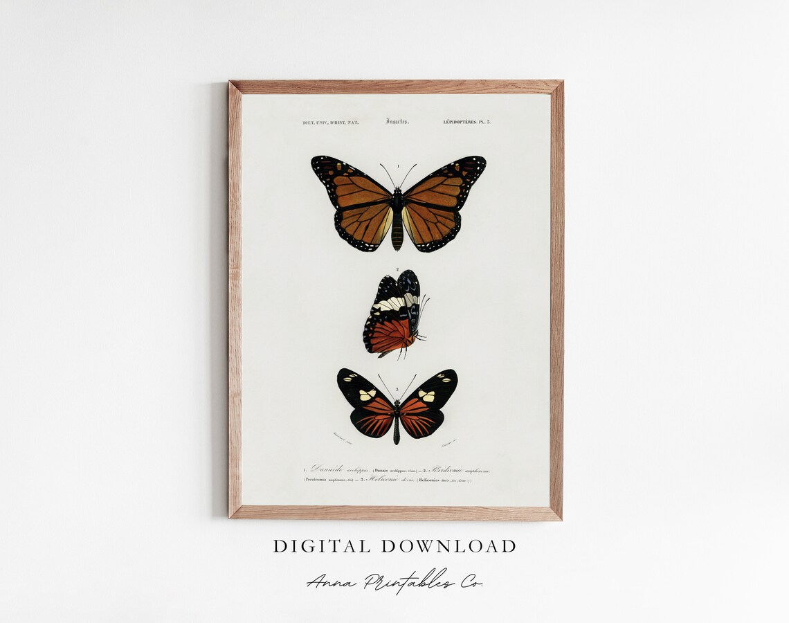 Monarch Study Vintage Butterfly Poster, Cottagecore Decor
