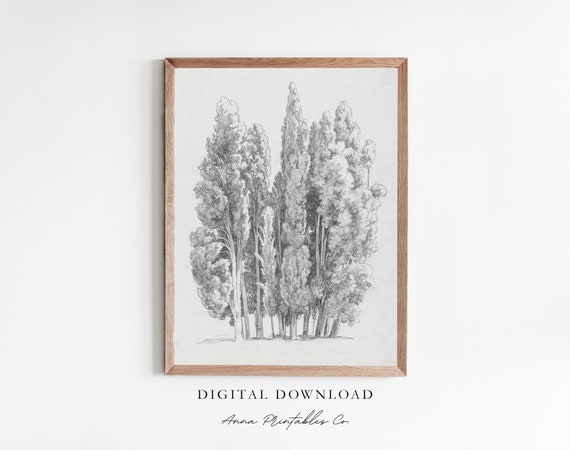 Copse Vintage Tree Sketch For Copse Of Trees Charcoal Drawing Wall Art Rustic Farmhouse Decor Art Prints