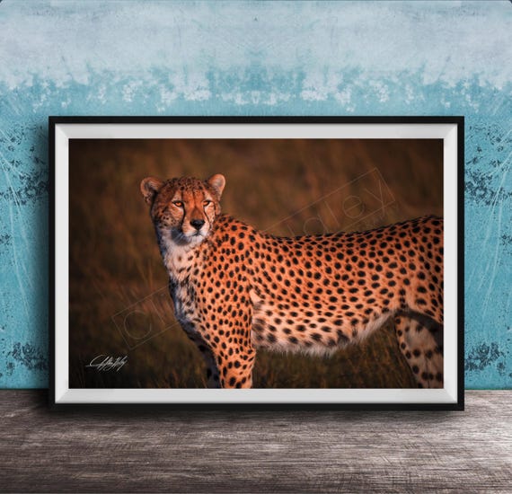 Cheetah Wall Art Print Bold Safari Animal Decor For Walls