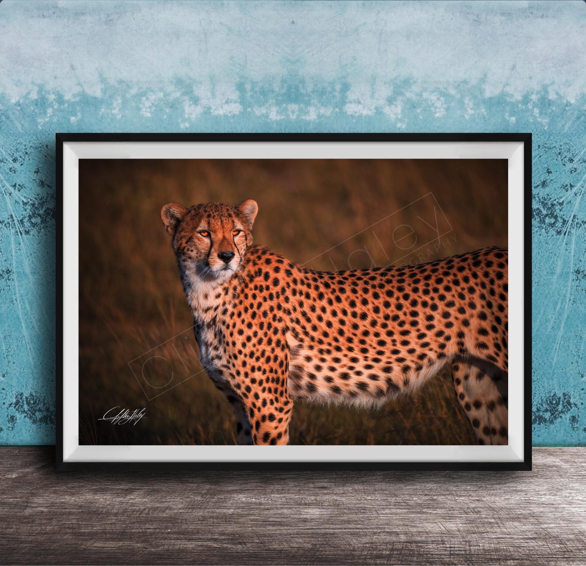 Cheetah Wall Art Print Bold Safari Animal Decor For Walls