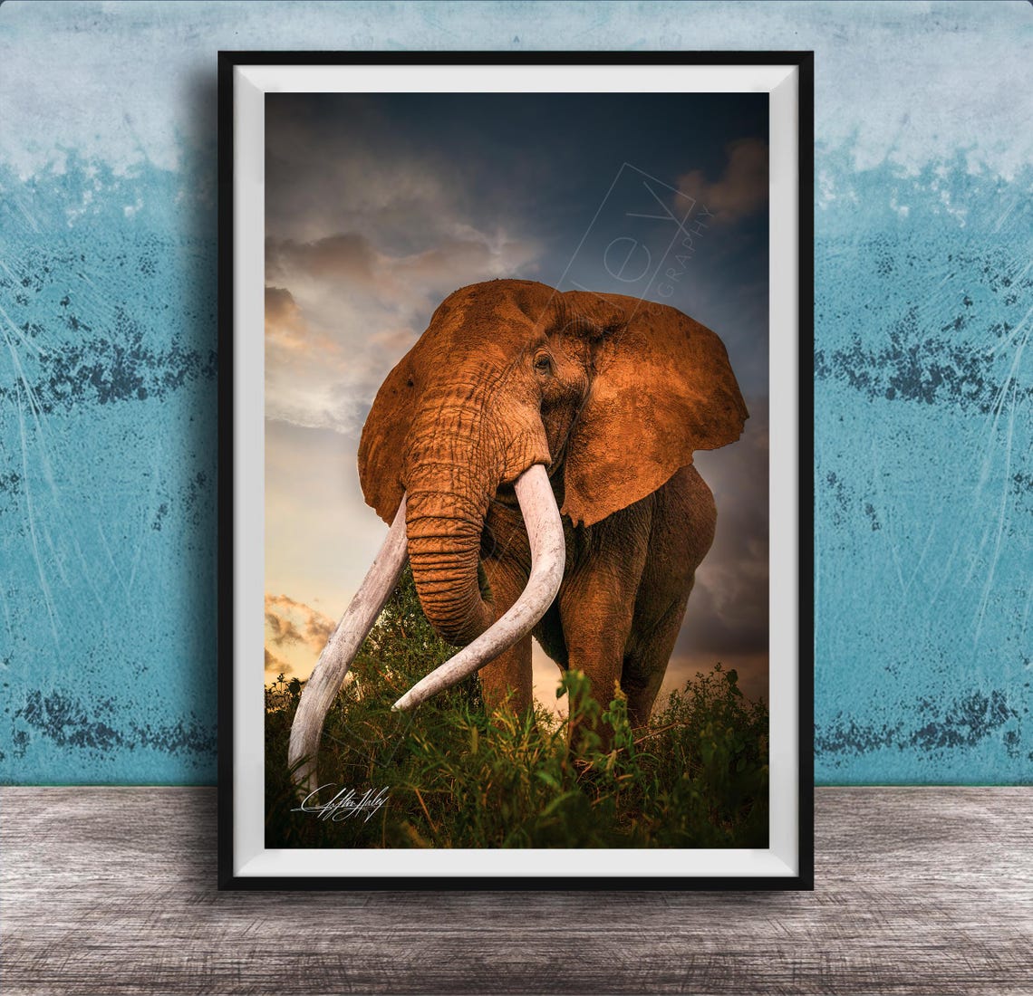 Great Tusker Elephant at Sunset Golden Light Safari Photo Print