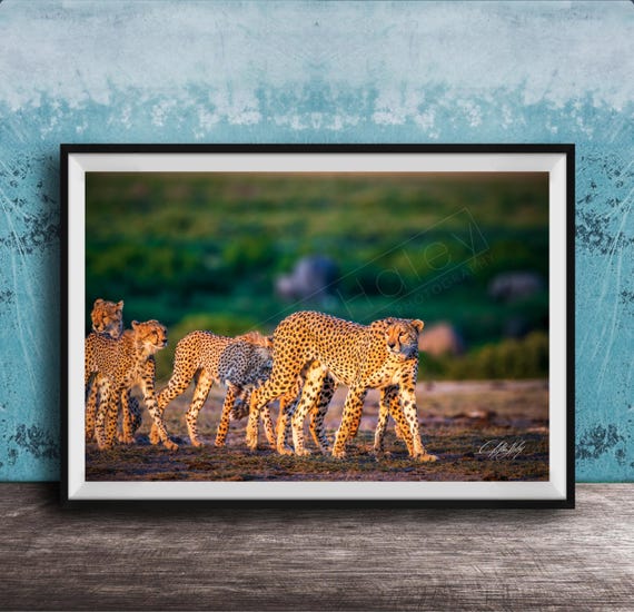 Safari Cheetah Wall Art Bold Blackandwhite Apartment Decor
