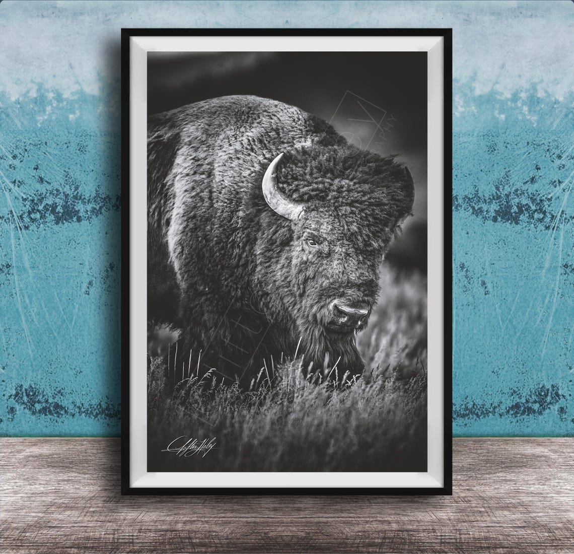 Bison Close Up in Black and White Dramatic Wildlife Photo Poster