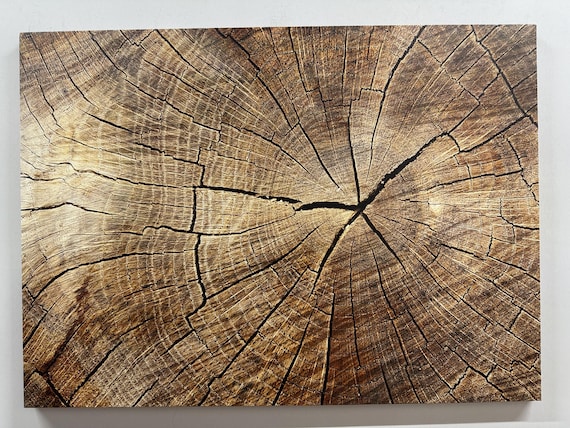 Weathered Tree Rings Cracked Wood Texture Rustic Farmhouse Poster