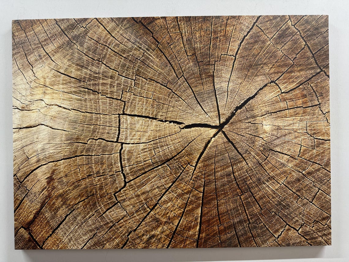 Weathered Tree Rings Cracked Wood Texture Rustic Farmhouse Poster