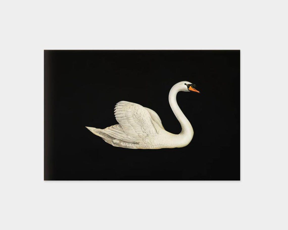 Elegant White Swan On Black Background Minimalist Bird Poster - Image 2