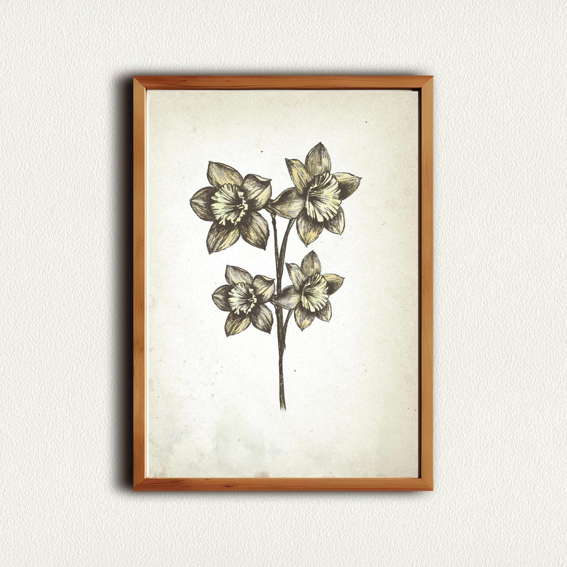 Four Daffodil Blooms On One Tall Stem Botanical Sketch Wall Art Piece