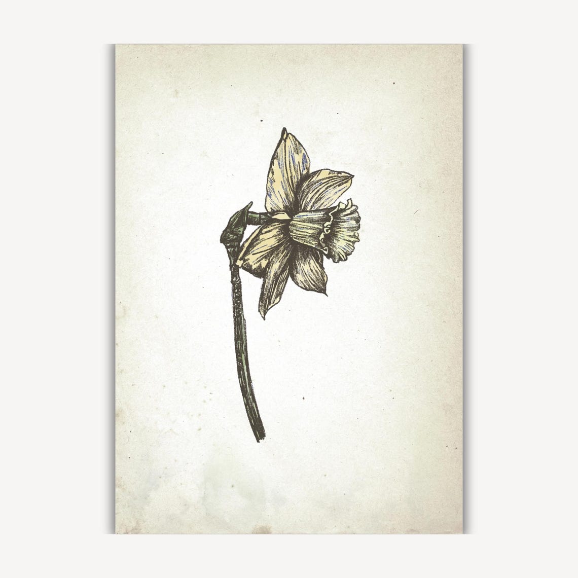 Single Daffodil Flower Ink Sketch Vintage Botanical Wall Art - Image 3
