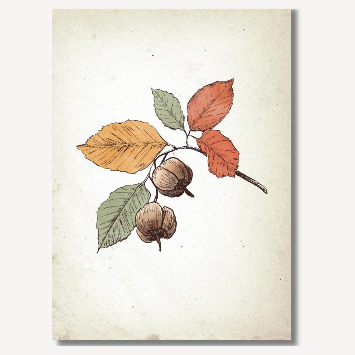 Vintage Chestnuts On Branch Botanical Sketch Autumn Wall Art - Image 2