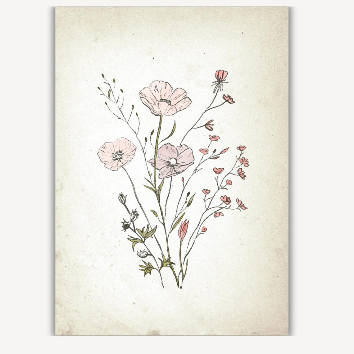Pink Poppies with Tiny Buds in Vintage Botanical Sketch Art Print - Image 2