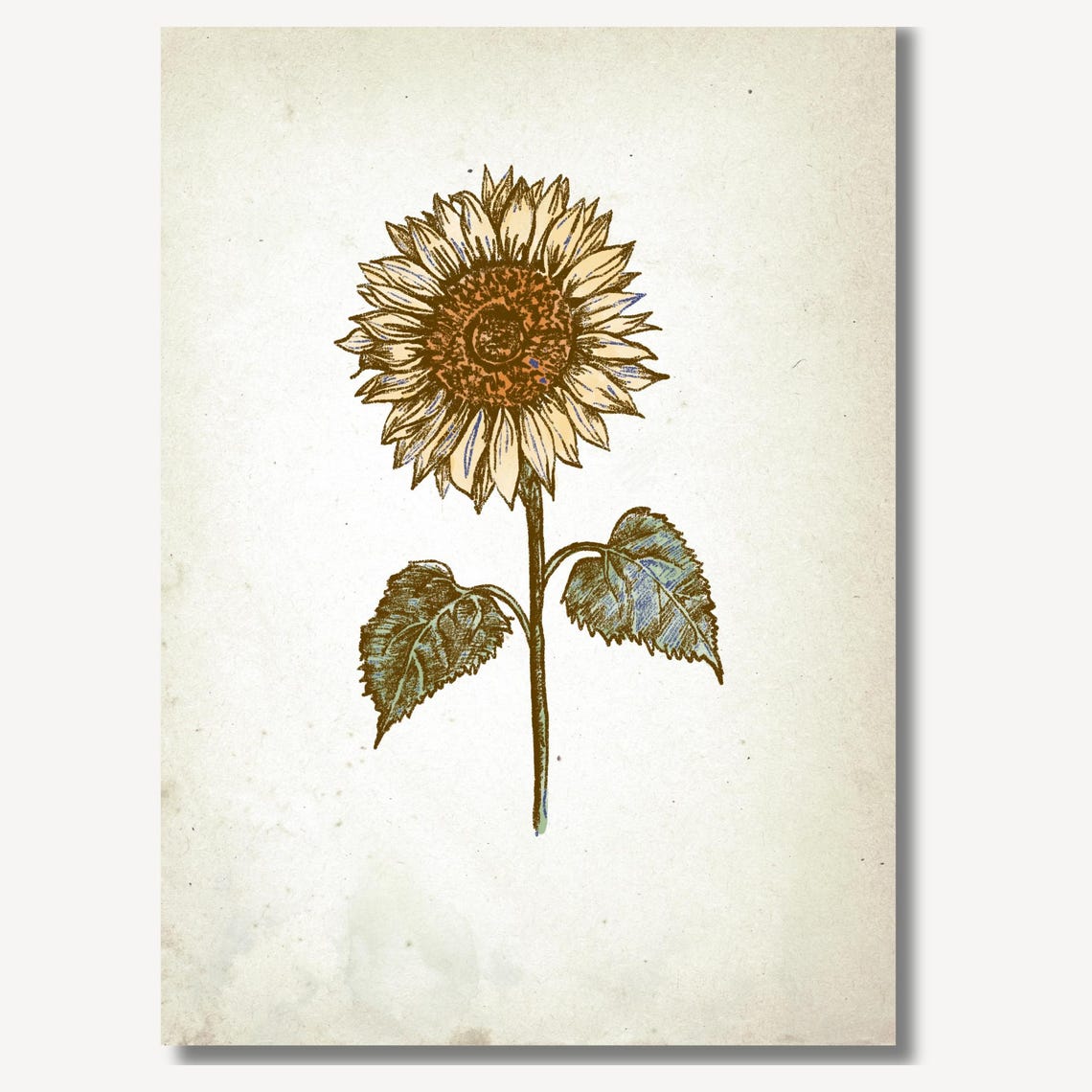 Sunflower Vintage Engraving Style Botanical Sketch Wall Art Piece - Image 2