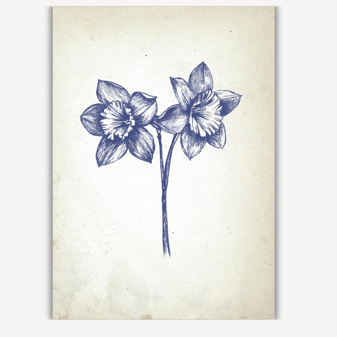 Pair of Daffodils in Vintage Blue Botanical Ink Sketch Poster - Image 3