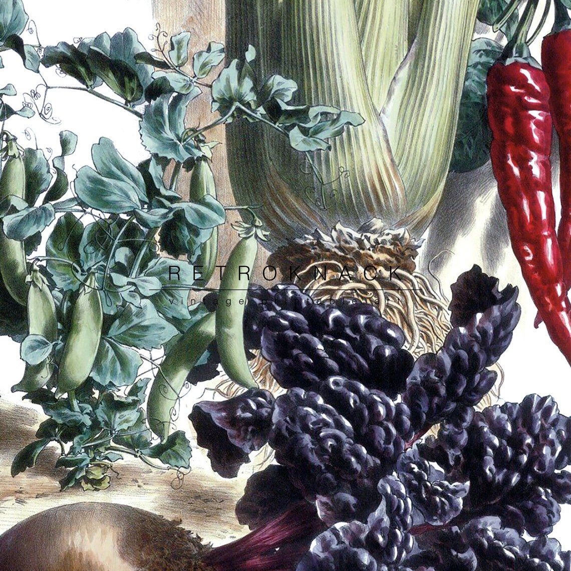 Vilmorin French Vegetable Study Tomato Celery Vintage Kitchen Poster - Image 2
