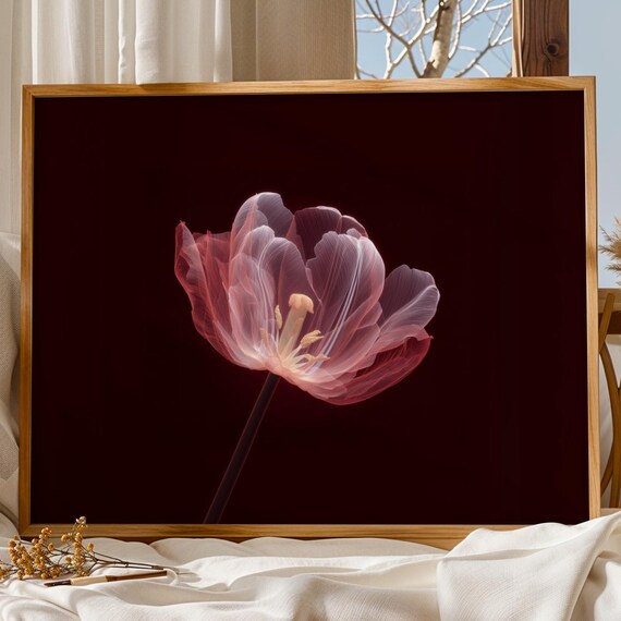 X Ray Tulip Flower Radiograph Moody Red Botanical Art Poster