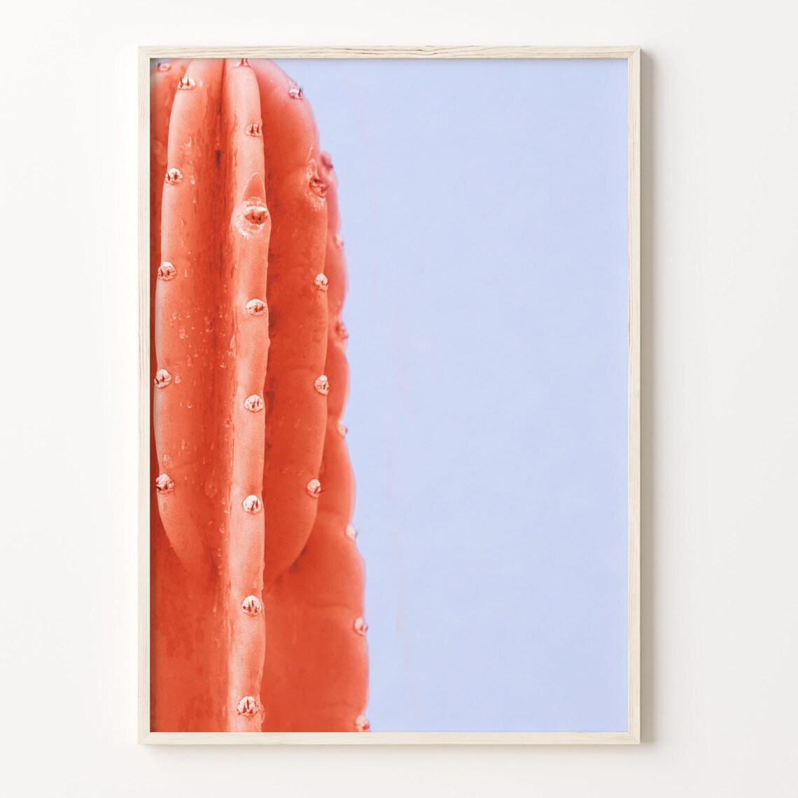 Pink Cactus Close Up Blue Sky Desert Botanical Photo Art Poster