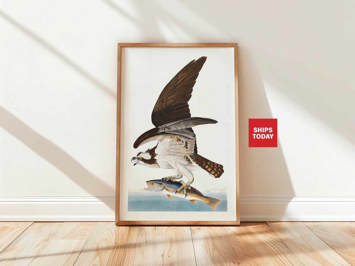 Osprey Fish Hawk Catching Fish Vintage Bird Illustration Poster