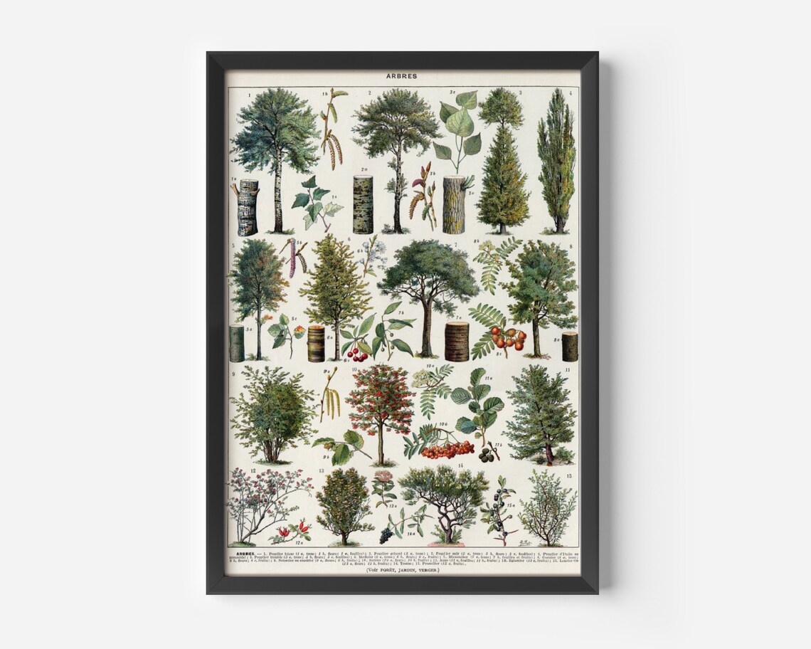 Different Trees, Vintage Botanical Poster Print - Image 2