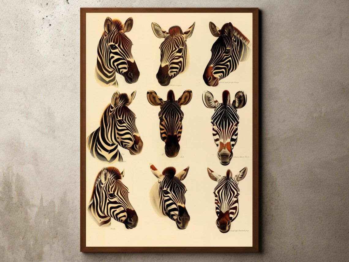Nine Zebra Head Studies Vintage Safari Illustration Art Poster