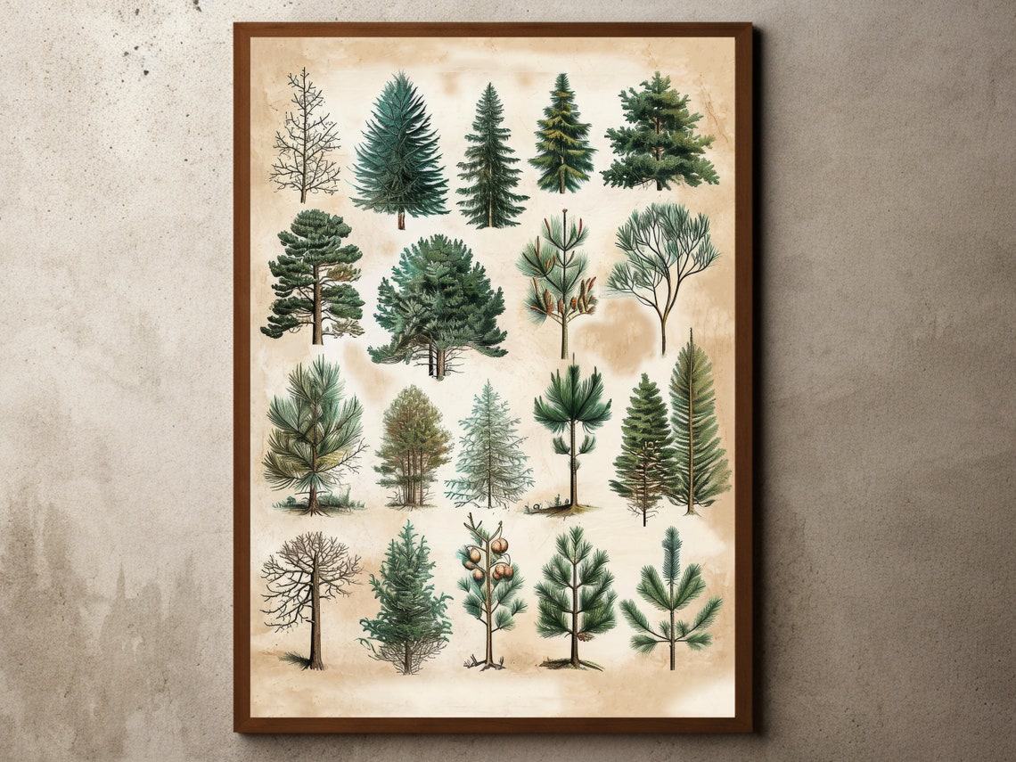 Vintage Evergreen Pine Tree Botanical Chart Nature Study Poster