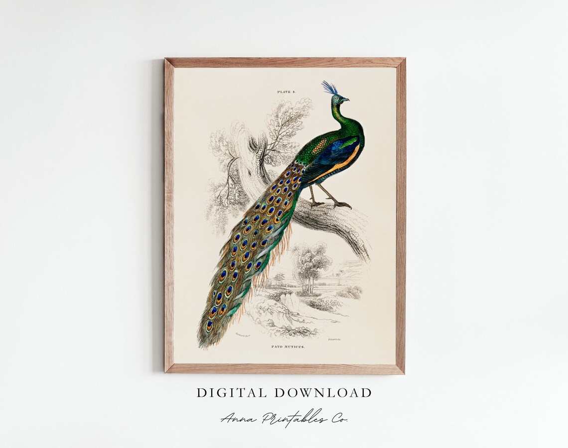 Antique Peacock Illustration Vintage Bird Art Print