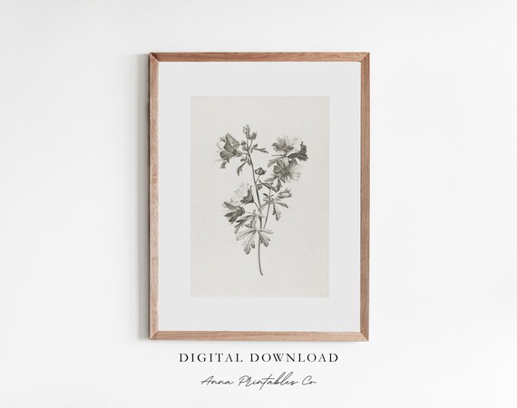 Mallow Flowers Antique Floral Etching, Vintage Art Print