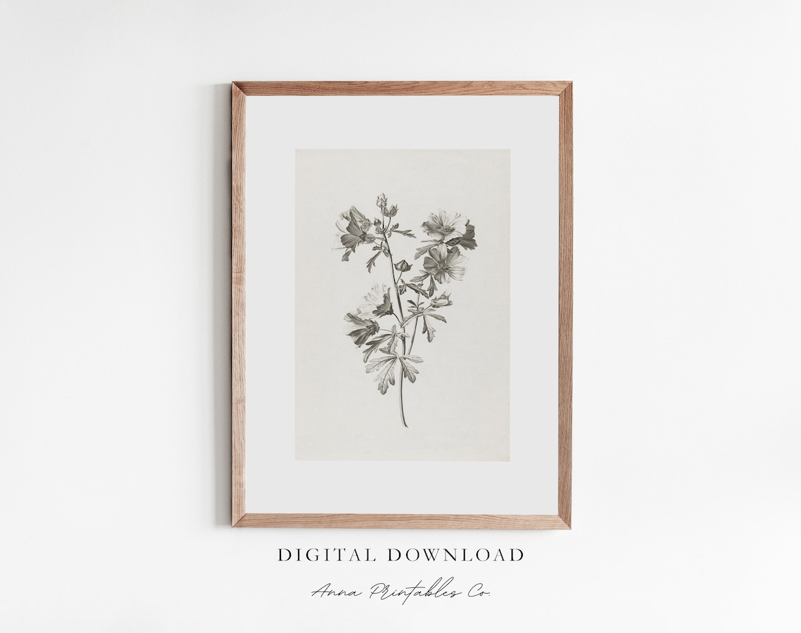 Mallow Flowers Antique Floral Etching, Vintage Art Print