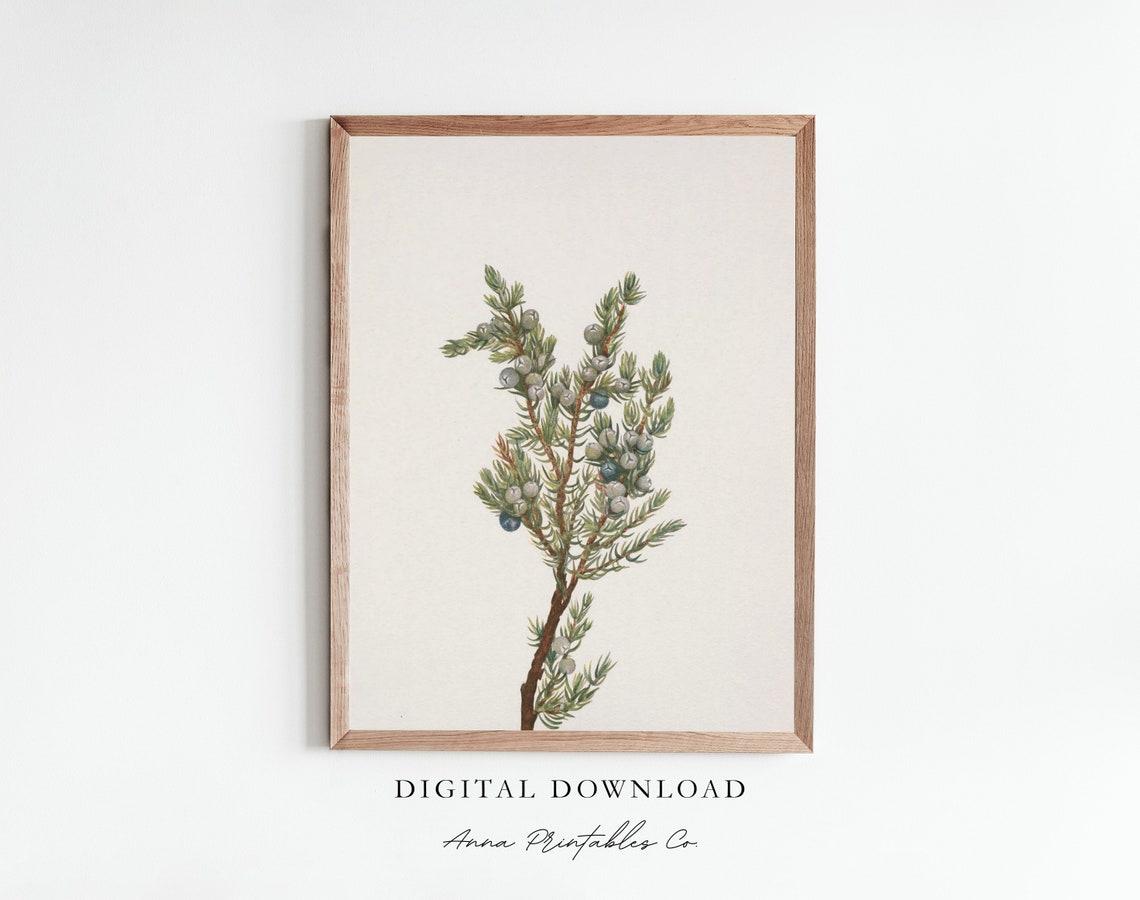 Evergreen Juniper Branch Botanical Illustration Winter Poster