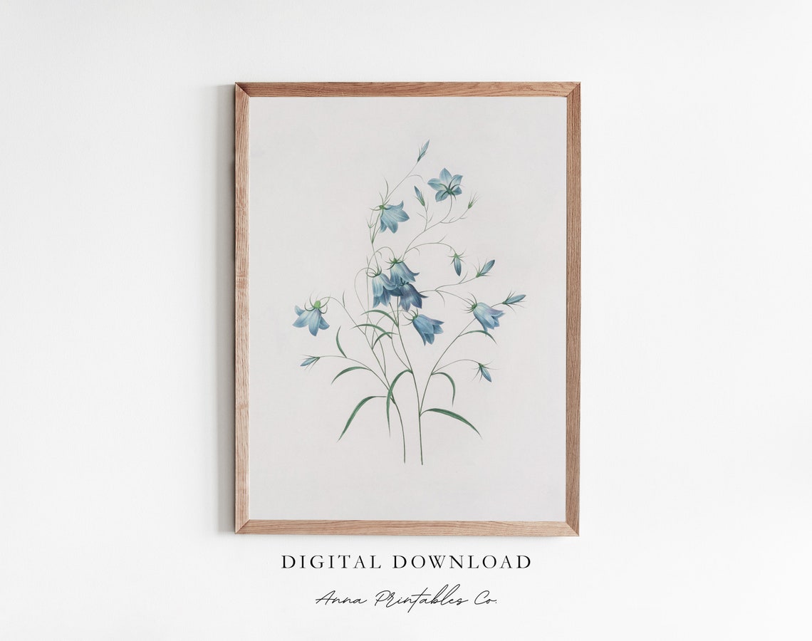 Blue Bellflower Botanical Drawing Delicate Floral Sketch Print