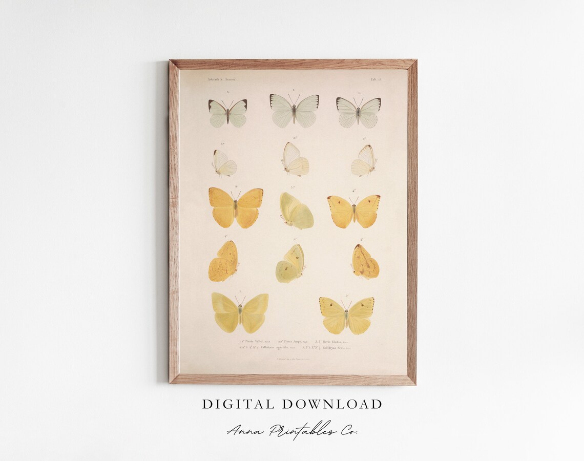 Butterfly Study Antique Butterfly Poster, Cottagecore Decor