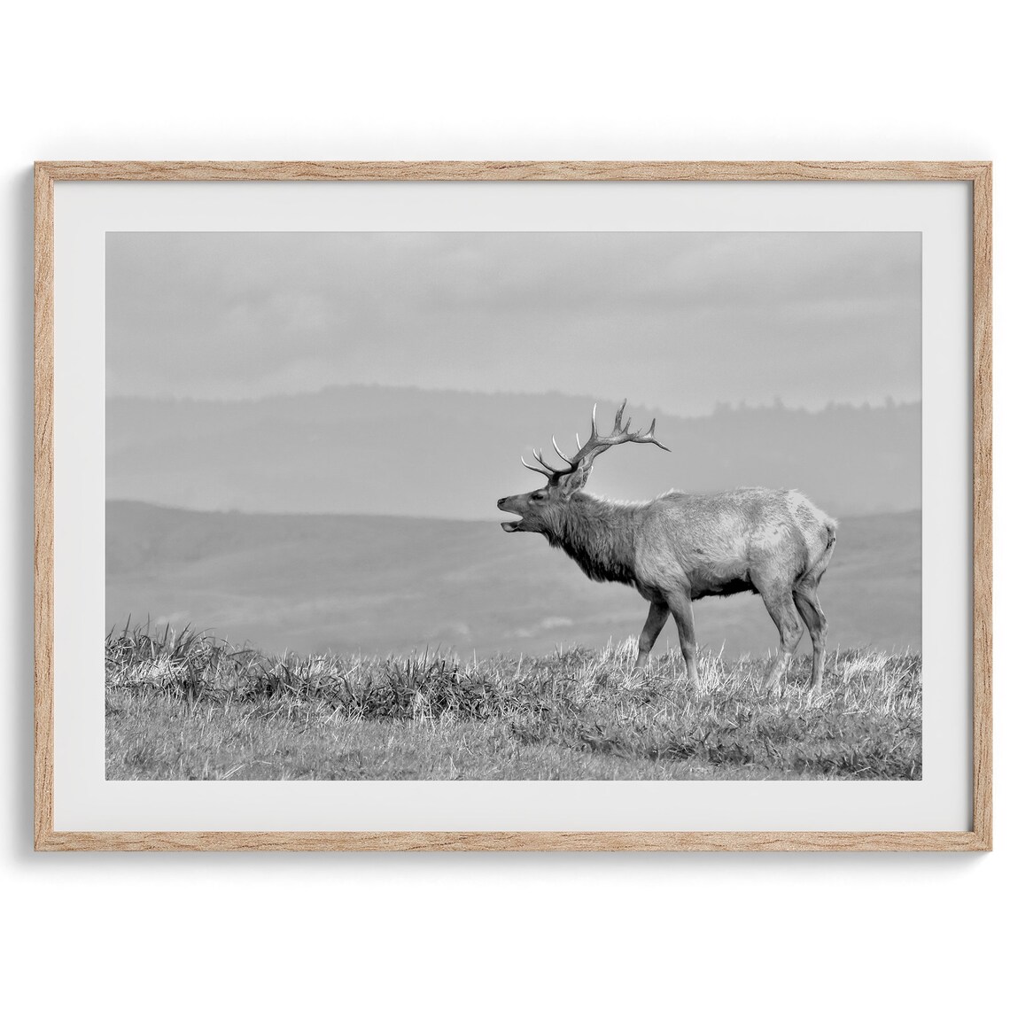 Coastal Elk California Nature Art Print, Home Decor