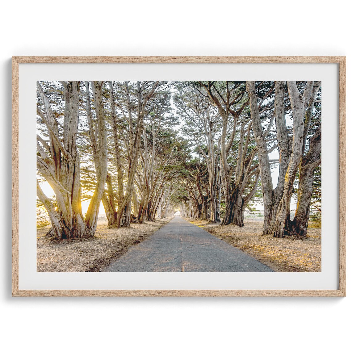 Cypress Tree Tunnel California Coast Art Print
