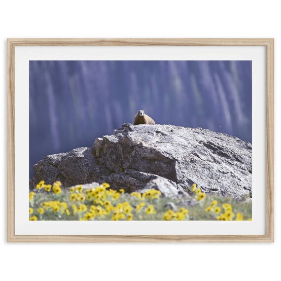Marmot Sitting On Alpine Rock Among Yellow Wildflowers Mountain Print